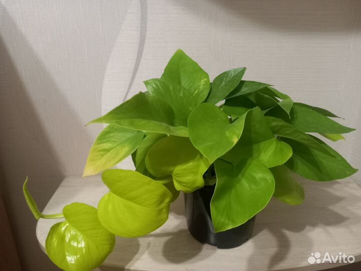 Сциндапсус neon var