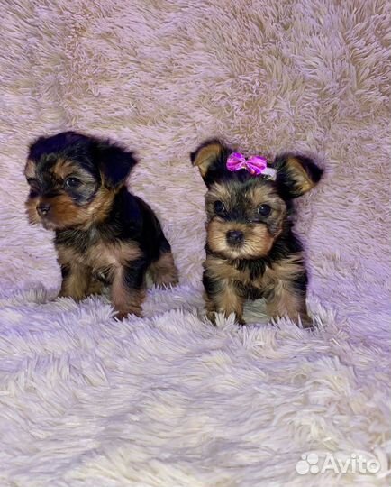 Йоркширский терьер