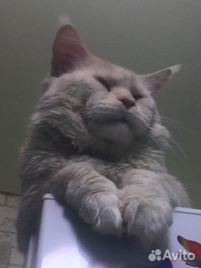 Котята мейн-кун