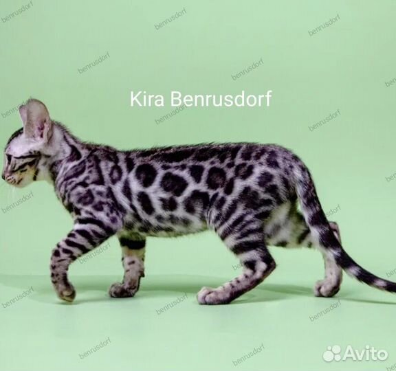 Бенгальские Серебряные Котята