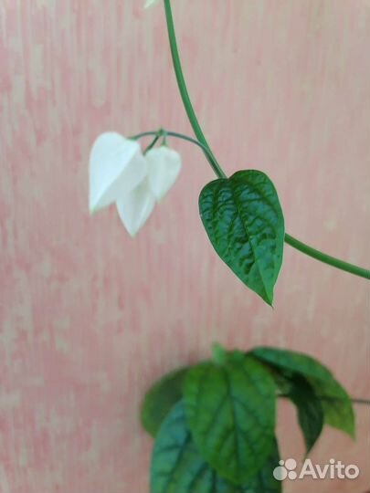 Клеродендрум