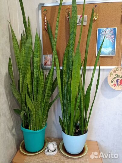 Сансевиерия (Щучий хвост)