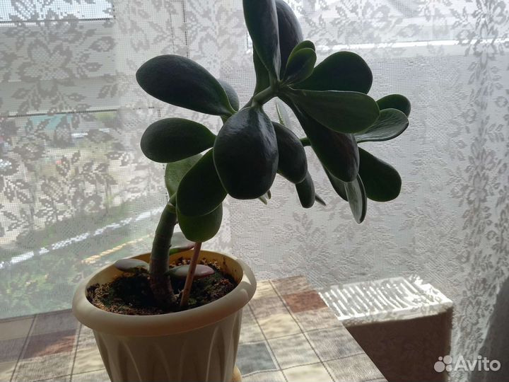 Крассула толстянка