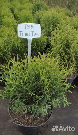 Туя шаровидная: Даника, Мириам, Тедди, Тини Тим