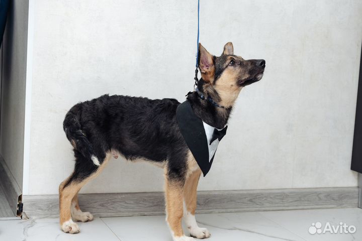 Кудрявый щенок в добрые руки