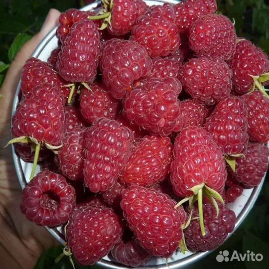 Ремонтантная малина