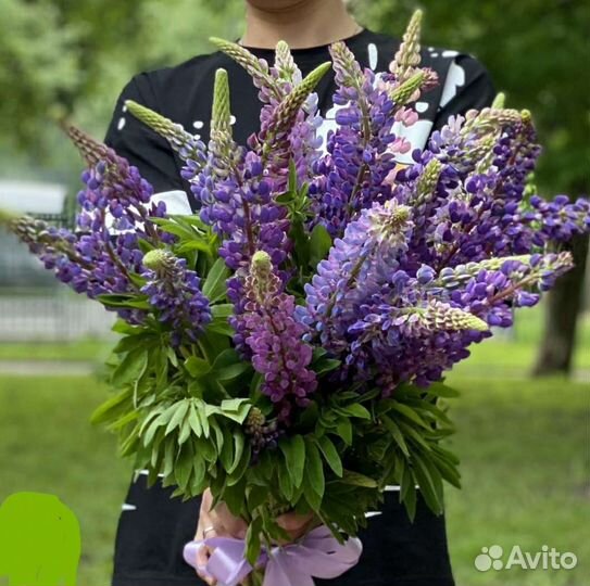Люпин. Многолетники для сада и дачи