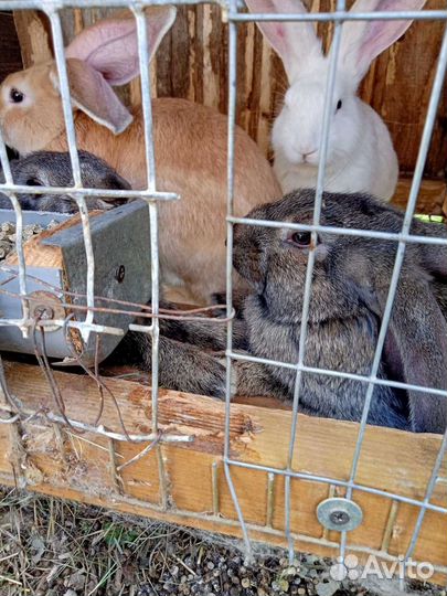 Кролики мясных пород