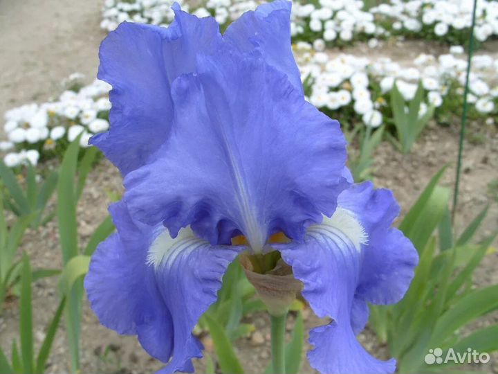Ирисы делёнки (от 1 шт), садовый колокольчик