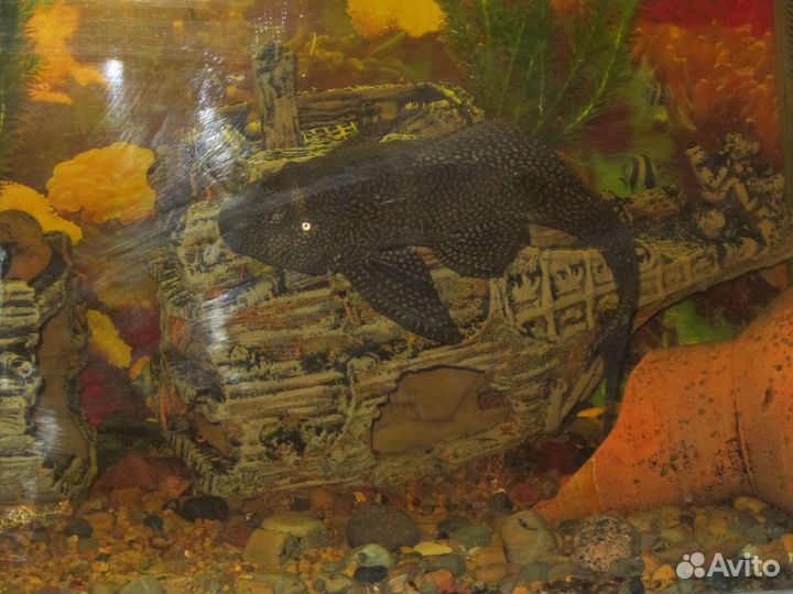 Сом парчовый (птеригоплихт)