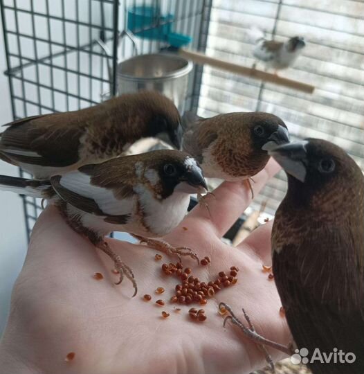 Японские амадины