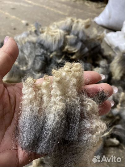 Шерсть романовской овцы