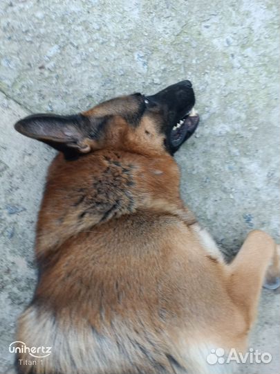 Немецкая овчарка