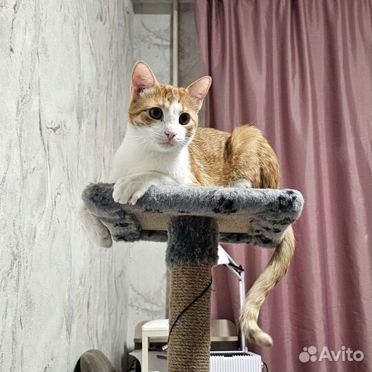 Кот белый рыжий