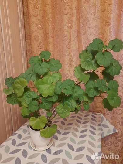 Пеларгония герань, (цветы красные)