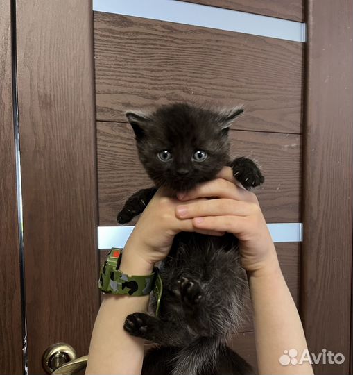 Котенок черный мальчик