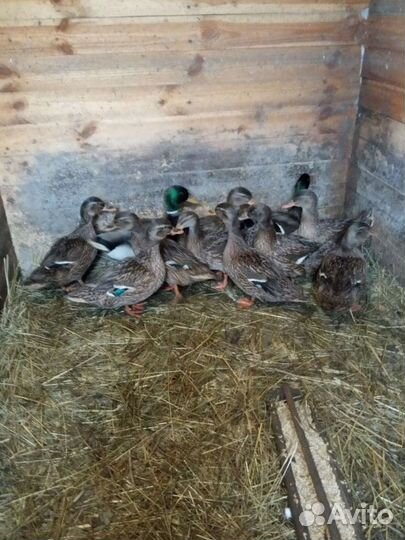 Подсадные утки