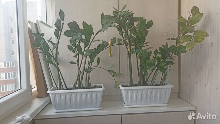 Доллоровое дерево