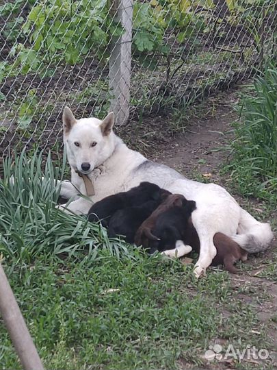 Отдадим щенков в хорошие руки