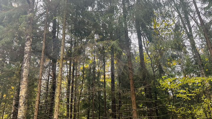 Участок 11,9 сот. (ИЖС)