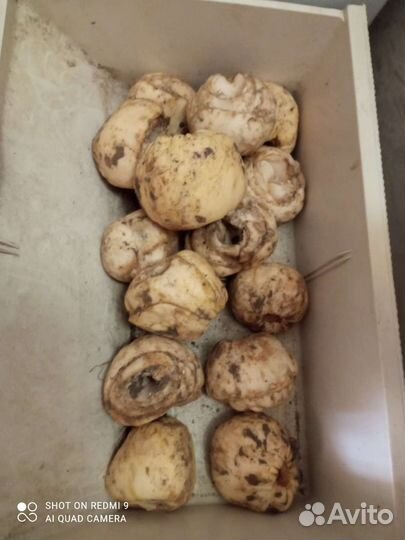 Рябчик императорский