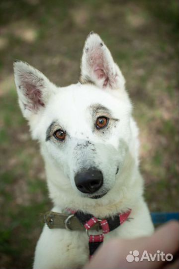 Молодая собака в поисках дома
