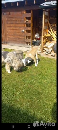 Отдам кобеля