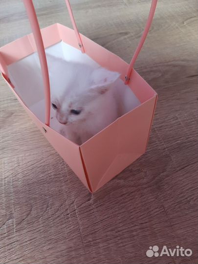 Котята бесплатно