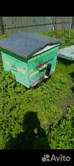 Продам пчёл