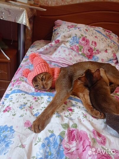 Одежда для животных