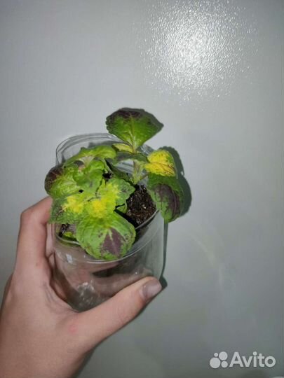 Комнатные растения