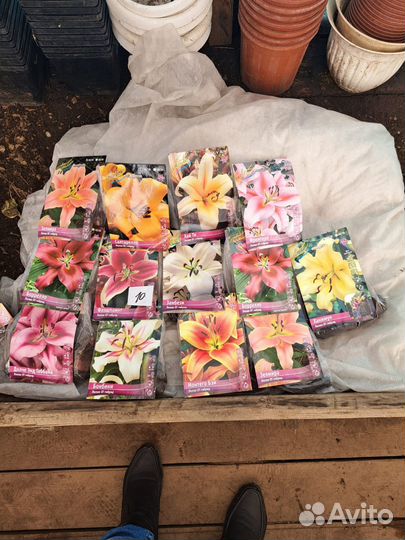 Цветы лилии луковицы