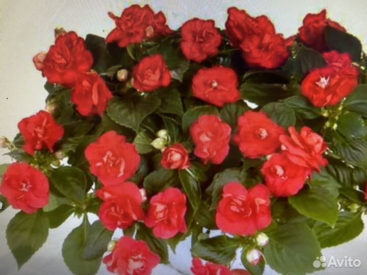 Комнатные растения цветы