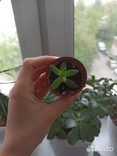 Комнатные растения