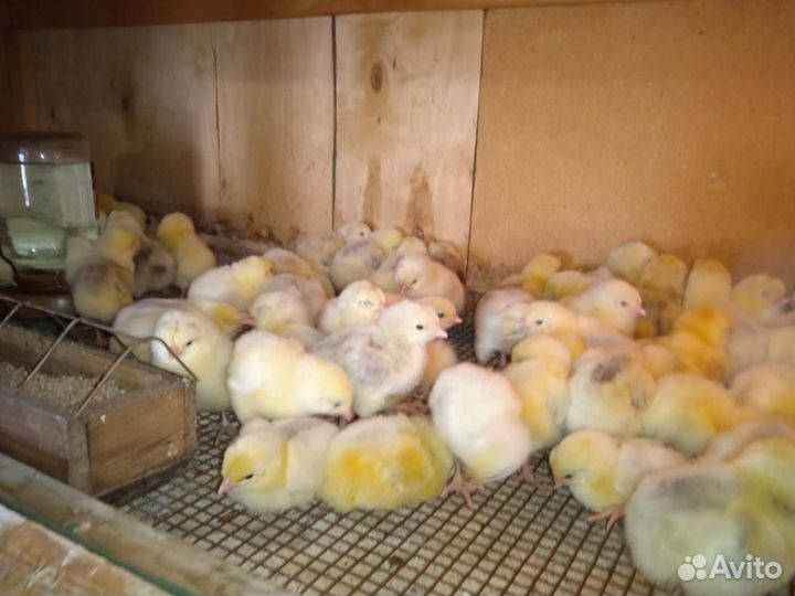 Цыплята Петушки Кучинская Барковская