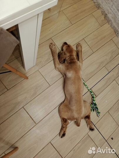 Вязка собак английский кокер спаниель