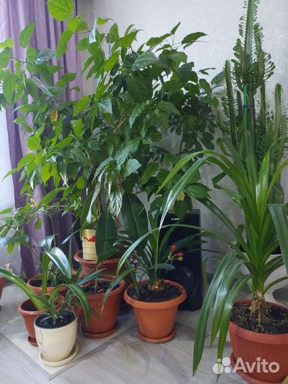 Цветы домашние. Большие размеры, для офиса