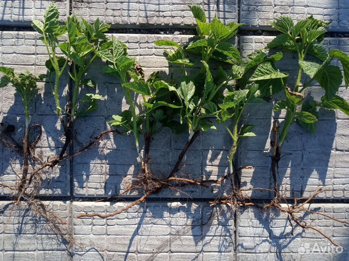 Малина желтая ремонтантная 