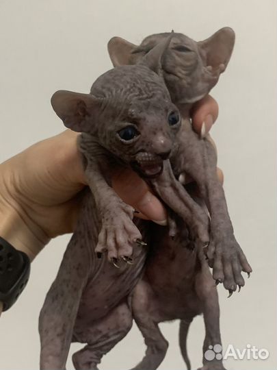 Канадский сфинкс котенок девочка