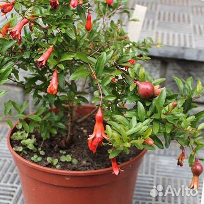 Комнатные растения