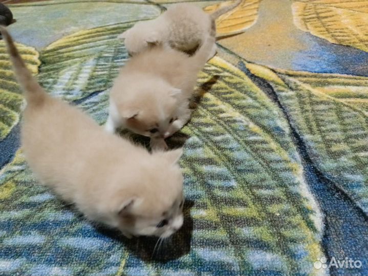 Котята бежевого оттенка