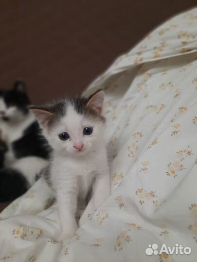 Ходят в лоток все едят