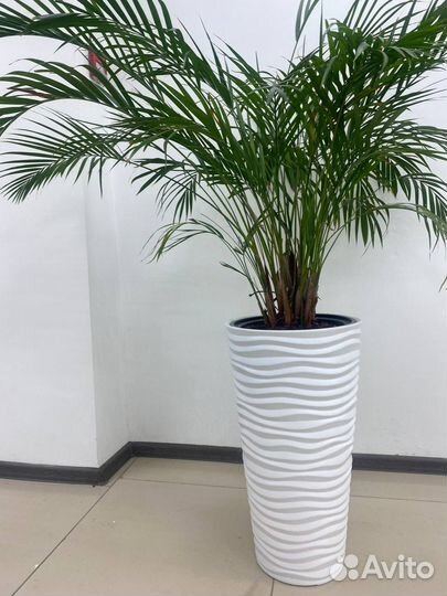 Растения пальма