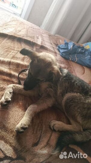 Щенок девочка в добрые руки