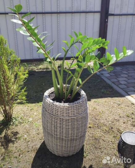 Корзина из ротанга