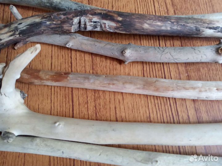 Дрифтвуд, морские палки