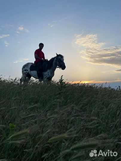 Заездка лошади