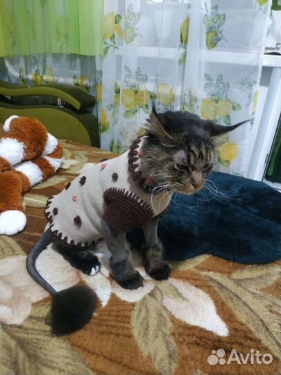 Кошка