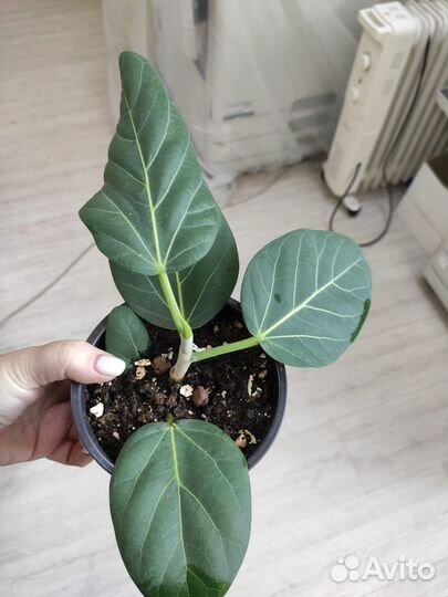 Фикус андре