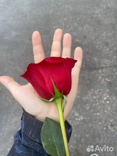 Свежая роза от теплицы. Роза Эквадор и Голландия